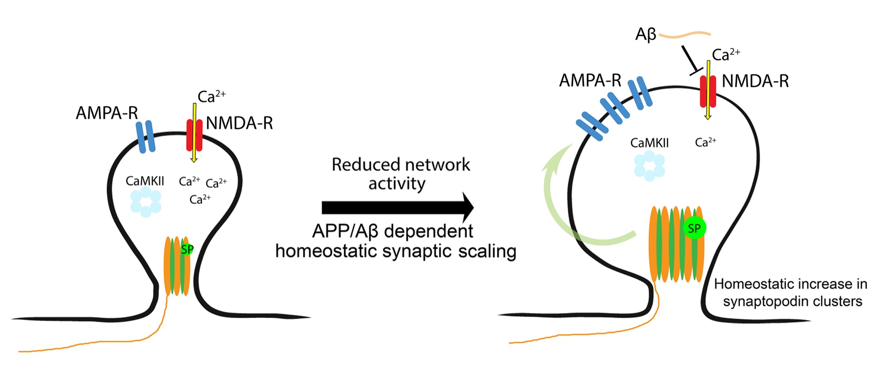 A role for amyloid beta Αβ in the healthy brain Neuroanatomy